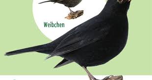 Amsel Nabu Vogeltrainer In 2020 Vogel Im Garten Amsel Tiere