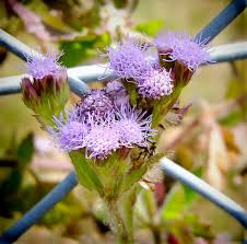 Check spelling or type a new query. Tiny Purple Flowers Free Stock Photos Rgbstock Free Stock Images Xymonau October 06 2013 7