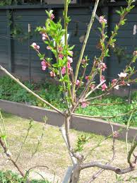 Tis The Season To Graft Your Fruit Trees Luther Burbank