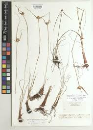 Image result for Eriosema jurionianum