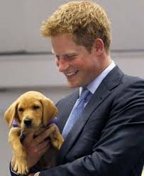 I Am The Queen Of Cuteness Put Me Down 61 Times Golden Retrievers Were So Adorable You Wanted To Cry Prince Harry Royal Wedding Puppies