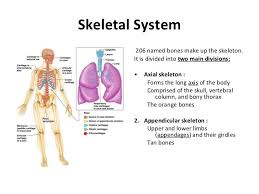 The skeleton is the supporting framework of an organism. The Importance And Structure Of The Skeletal System In The Human Body Science Online