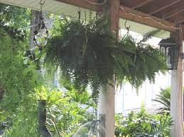 Every spring, i buy boston ferns in hanging baskets at lowe's or home depot. Boston Fern Care Indoors Nephrolepis Exaltata Bostoniensis