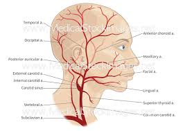 The carotid arteries are major blood vessels in the neck that supply blood to the brain, neck, and face. Major Arteries Of The Head And Neck Labelled Medical Stock Images Company