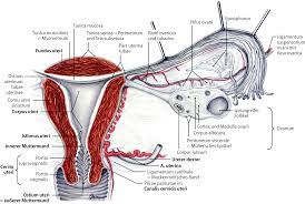 Entzttndungen der uterus und adnexe, в кн.: Blutversorgung Physiologie Und Neoangiogenese Des Inneren Genitales Springerlink