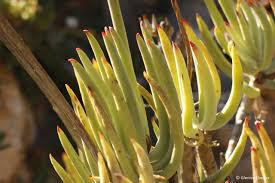 Image result for Cotyledon barbeyi
