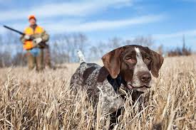 Continue reading below to see pictures, videos, and learn more about the. German Shorthaired Pointers 10 Fun Facts About These All Around Dogs