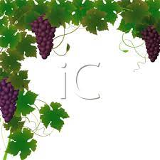 Iclipart Royalty Free Clipart Image Of A Border Of A Grape Vine And Grapes Grape Vines Free Clipart Images Grapes