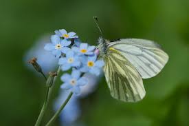 Image result for Pieris napi
