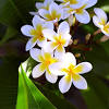 Frangipanis are quite easy to grow from a cutting. 1