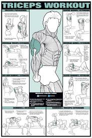 Pin On Musculation