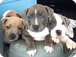 Look at pictures of american pit bull terrier puppies who need a home. Worcester Ma Pit Bull Terrier Meet Puppies A Pet For Adoption