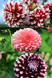 How To Grow Dahlias Video Growing Dahlias Beautiful Flowers Garden Flowers