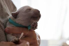 And we are saying to him, 'you have voice. Puppy Culture Stories Read