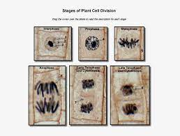 Cell cycle and cell division. Plant Cell Division Stages Cell Division In Plant Free Transparent Png Download Pngkey