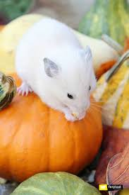 They're too acidic for the hamster's gut. What Not To Do When You Have A Hamster Love Ferplast