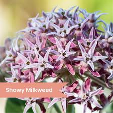 Image result for Kotschya speciosa