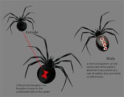 Black And White Spider Texas Poisonous How To Identify A Black Widow Spider Black Widow Spider Widow Spider Black Widow