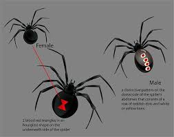 A rattlesnake is not itself poisonous, because if you. How To Identify A Black Widow Spider Black Widow Spider Widow Spider Spider