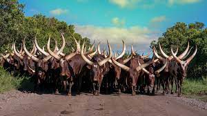 South african president cyril ramaphosa has promised to speed up the controversial land reform proposed by the ruling african national congress (anc) ramaphosa admitted that his government has been too slow in the process of restitution and redistribution of farmlands, stressing that land is a. Colin Asiimwe On Twitter 2 Convince Farmers With Long Horned Cattle To Breed Them For Export Not As Beef As Whole Cows As Souvenirs Spin The Myth Grow The Legend Cyril Ramaphosa