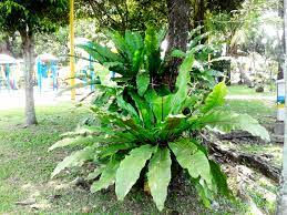 Bird's nest ferns will only need to be repotted once every two years. My Small Backyard Garden About Asplenium Nidus Bird S Nest Fern