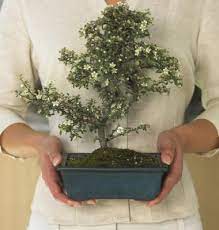 Serissa Bonsai Trees