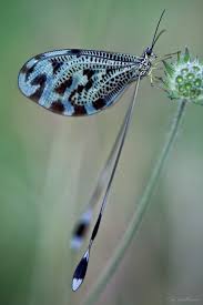 Dragonfly With Blue And Black Markings Insects Dragonfly Damselfly