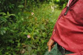 Image result for Rhynchosia congensis