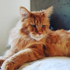 Pin On Norwegian Forest Cat