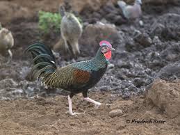 Green Junglefowl Gallus Varius Ayam Hutan
