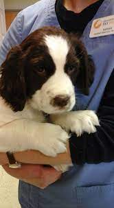Maybe you would like to learn more about one of these? This Is Edward A 7 Week Old Springer Spaniel Springer Spaniel Spaniel Welsh Springer Spaniel