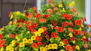 The role of annual flowers in the perennial garden. How To Keep Your Hanging Baskets Looking Great All Summer Plants For All Seasons Since 1973