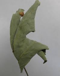 Paul Csiszmarek Ahornblatt Natur Und Creative