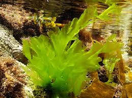 Sea Lettuce Ulva Lactuca Seaweed Seaweed Green Lettuce