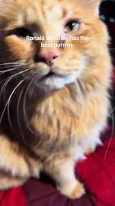 Ronaldmcdonald Weasly Cat