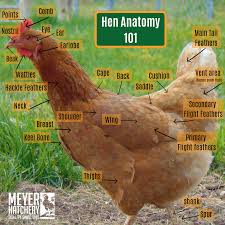 We did not find results for: Healthy Hen Anatomy Meyer Hatchery Blog 2019