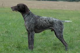 Image result for německý ohař drátosrstý stavba těla