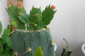 How to plant and propagate a christmas cactus. Cactus Grafting Christmas Cactus Is The Best In Several Months The Plant Aide