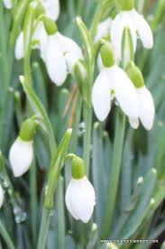 Here, you will learn all. Snowdrops And Daffodils And Flowers Of The Spring Irish American Mom