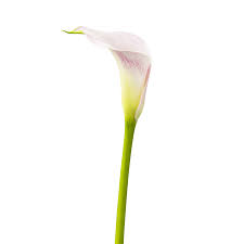 Image result for Zantedeschia