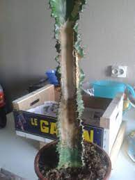Les cactus attirent en général les jardiniers en herbe en raison de leur variété et de leur facilité de culture. Cactus Qui Jaunit Ou Pourrit