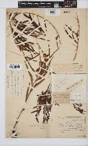 Image result for Chamaecrista fenarolii