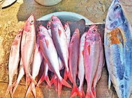 Salmon in malayalam is malayalam salmon! Kerala Salmon Fish In Malayalam Tarifsaliba Blogspot Com
