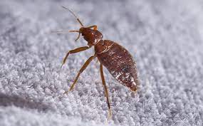 They're sneaky, hard to find, and can pose potential health risks for you and your family. Bed Bug Control Pest Management Services In Orange County Ca