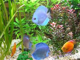 Aquarium Et Musee De Zoologie Aquarium And Zoological Museum Luik Lees Beoordelingen Van Echte Reizigers Zoals Jij En Bekijk Profess Aquarium Museum Luiken