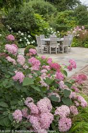 Image result for Hydrangea arborescens Pink Anabelle