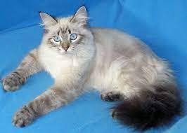 nevskie maskaradnye kotyata anfisy kotyata zhivotnye koshki