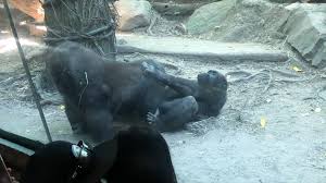 Gorillas Perform Oral Sex at Bronx Zoo, Humans Horrified