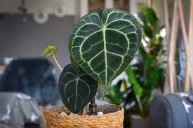 Get more details on anthurium care in the post: How To Care For Anthurium Clarinervium Indoor Home Garden