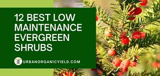 Blue rug juniper is particularly great. 12 Best Low Maintenance Evergreen Shrubs For Front Of House